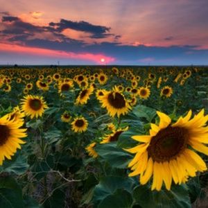 Meet your Posher, Gianella